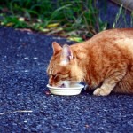 猫の餌皿はどんな物がオススメ？猫の餌皿の選びのポイント