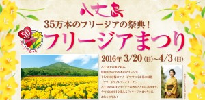 八丈島フリージアまつり