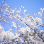 2016年の桜の見頃はいつ？桜の開花時期の予想