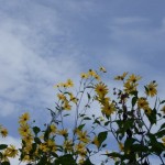 夏に咲く黄色の花姫ヒマワリのプランターでの育て方