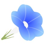 夏に咲く青い花アサガオの花言葉と由来まとめ