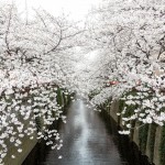 目黒川の桜2016の見頃やアクセス方法は？混雑するのは避けられない？