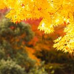 箱根の紅葉2016の見頃の時期とオススメスポット5選